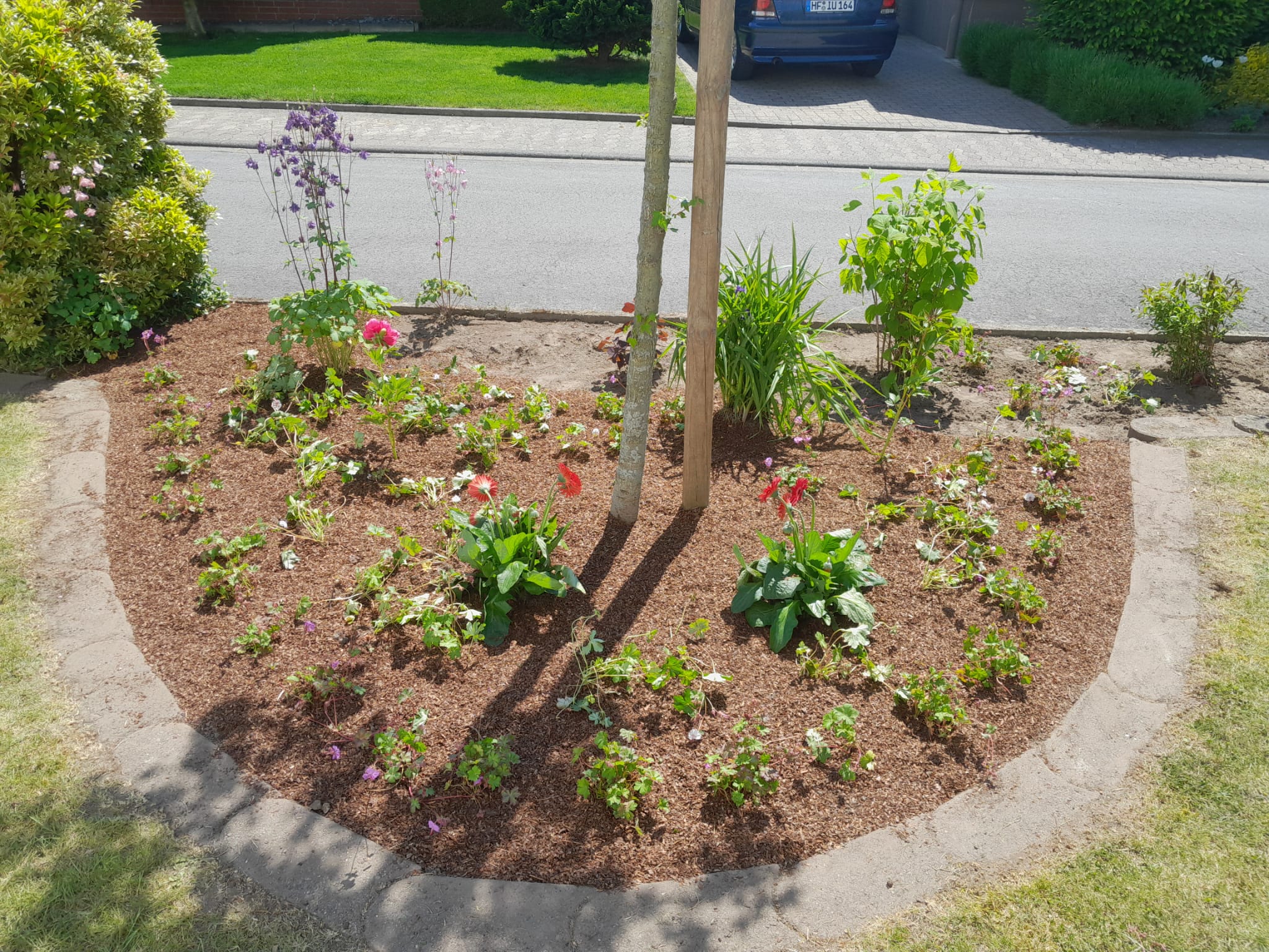 Frisch bepflanztes und gemulchtes Gartenbeet